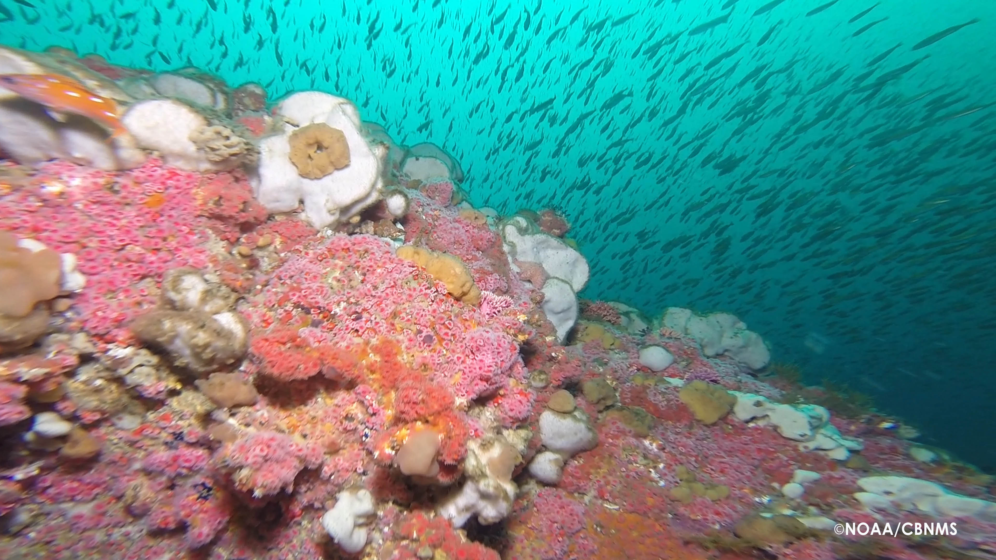 Changing Seas takes viewers on exciting adventures in the heart of our blue planet